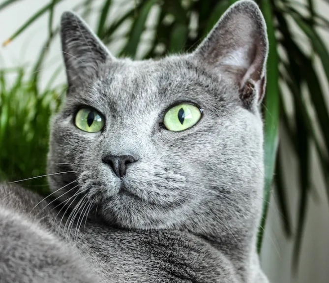 russian blue cat care russian blue cat care