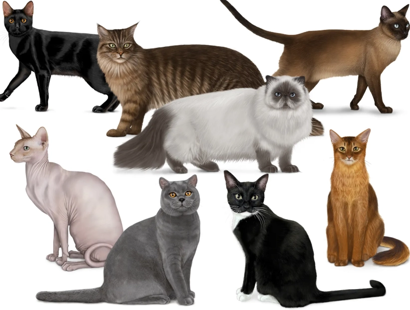 types of cats species