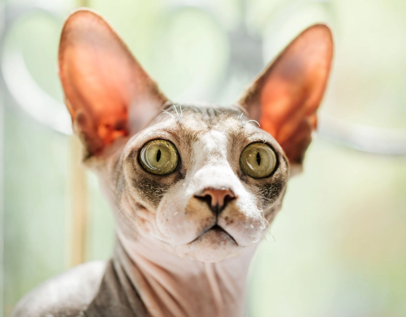 hairless cat breed hairless cat breed