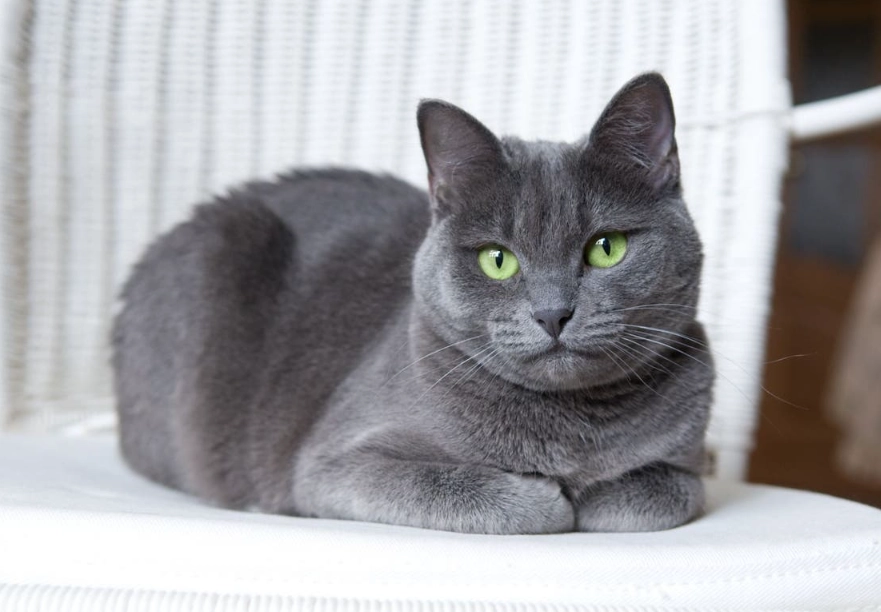 russian blue cat care russian blue cat care