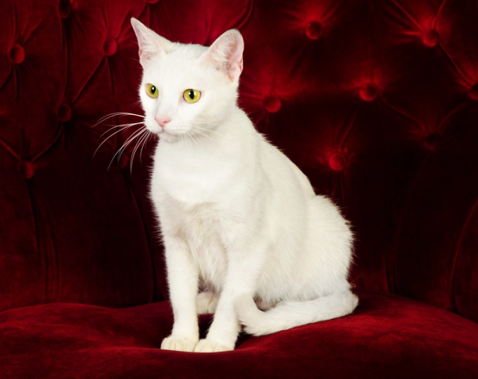 Russian White kitten price Russian White kitten price