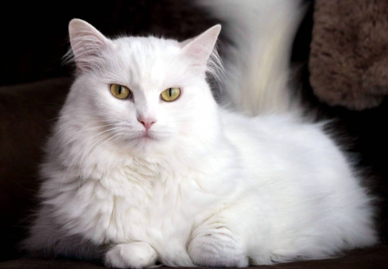 Turkish Angora cat