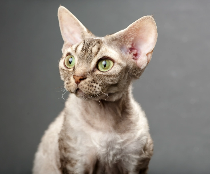 devon rex cat care devon rex cat care
