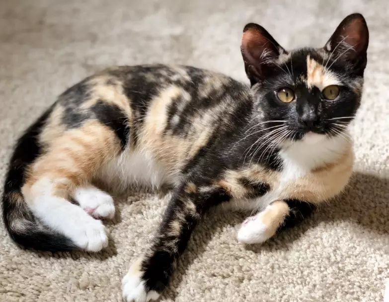 calico cat care calico cat care