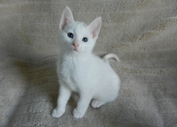 White Russian cat care White Russian cat care