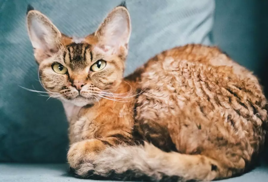 devon rex cat care devon rex cat care