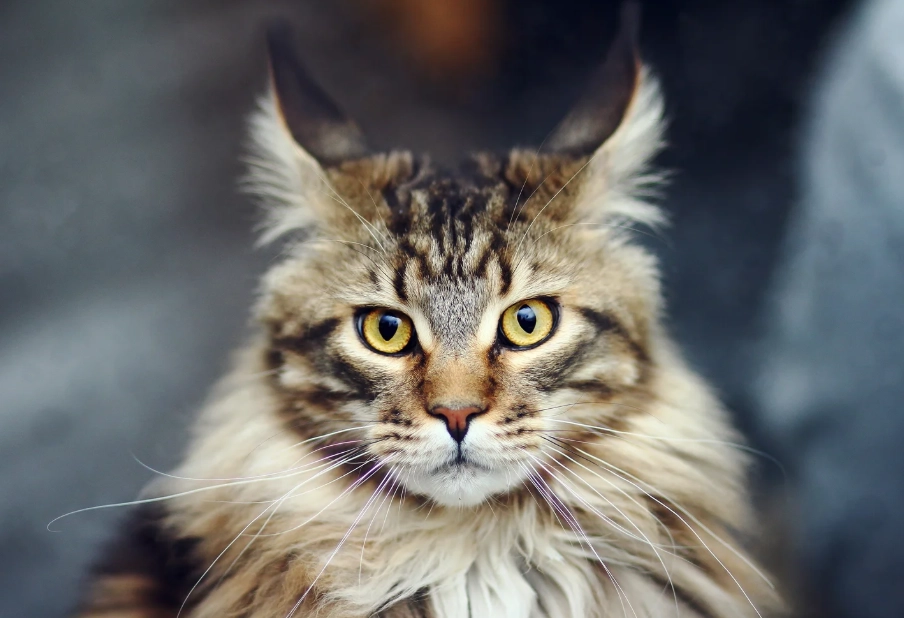 maine coon cat size maine coon cat size