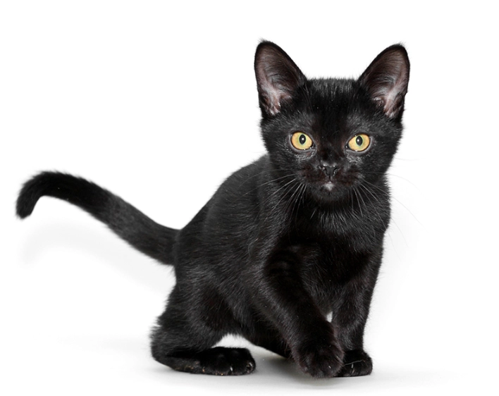 Bombay cat personality Bombay cat personality