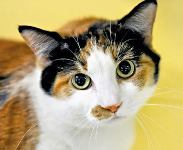 calico cats female calico cats female