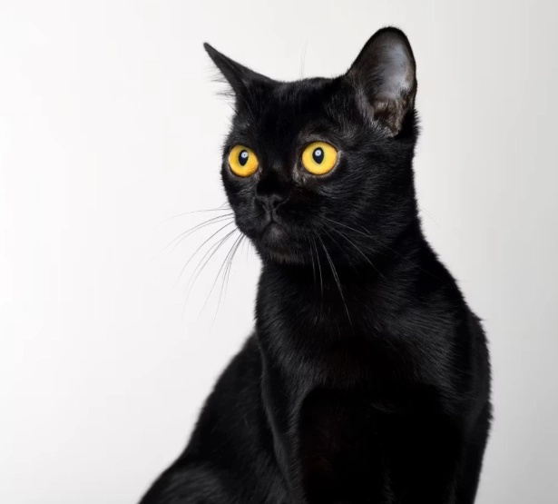 Black cat breed Black cat breed