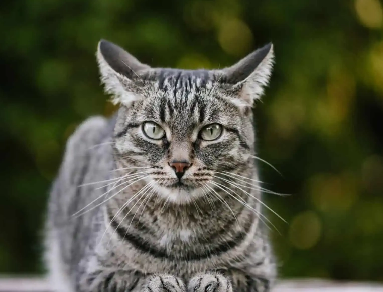 grey tabby cat care grey tabby cat care