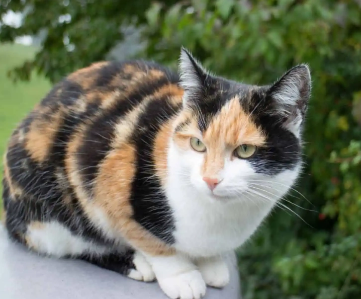 calico cat personality calico cat personality