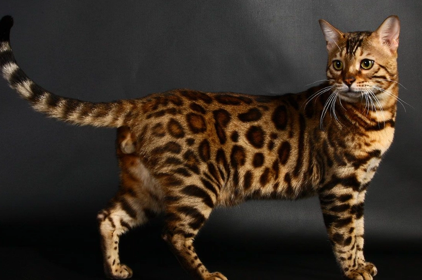 domestic bengal cat domestic bengal cat