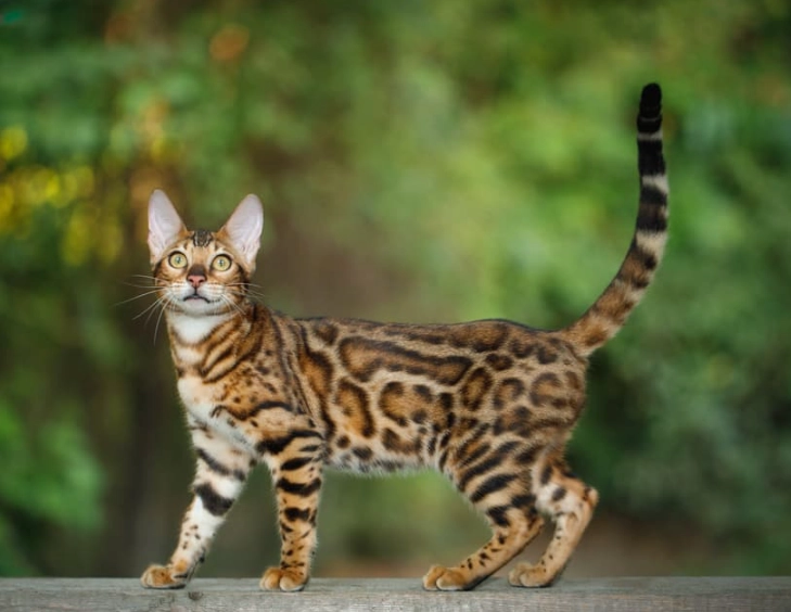 bengal cat care bengal cat care