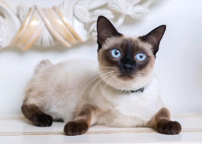 Siamese cat personality Siamese cat personality