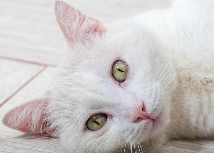 Russian White cat personality Russian White cat personality