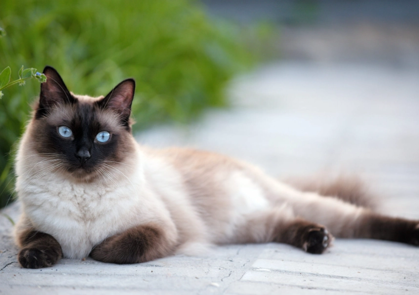Siamese cat care Siamese cat care