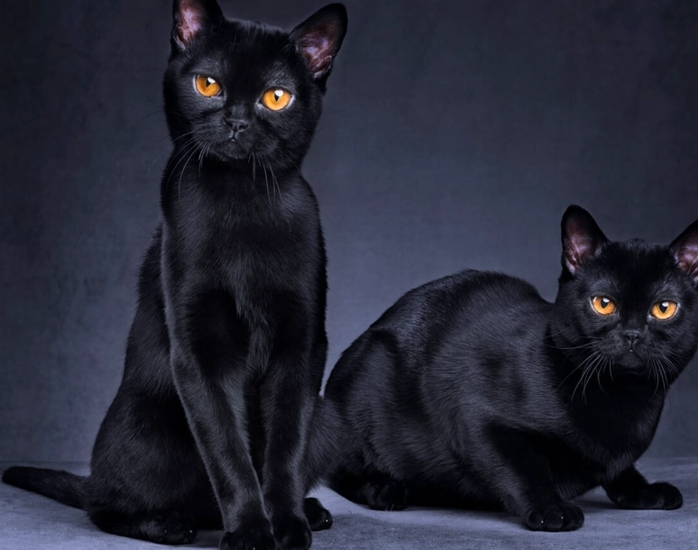 Bombay cat health problems Bombay cat health problems