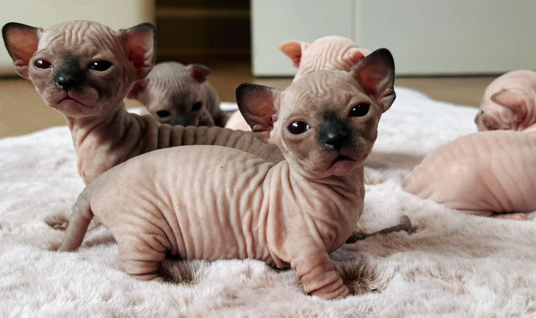 sphinx cat personality sphinx cat personality