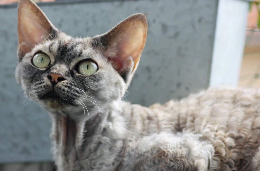 devon rex cat breed devon rex cat breed