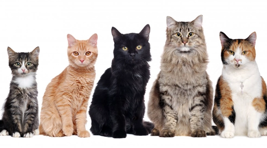 cat species list