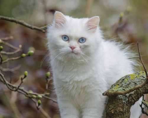 White Russian cat care White Russian cat care