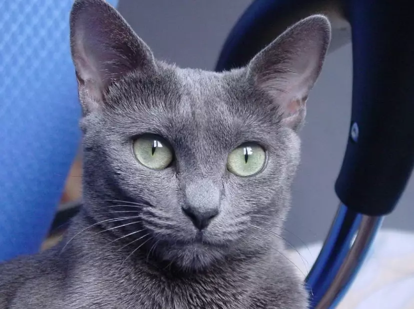 russian blue cat breed russian blue cat breed