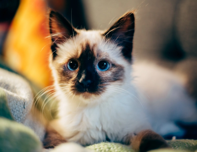 Siamese cat personality Siamese cat personality