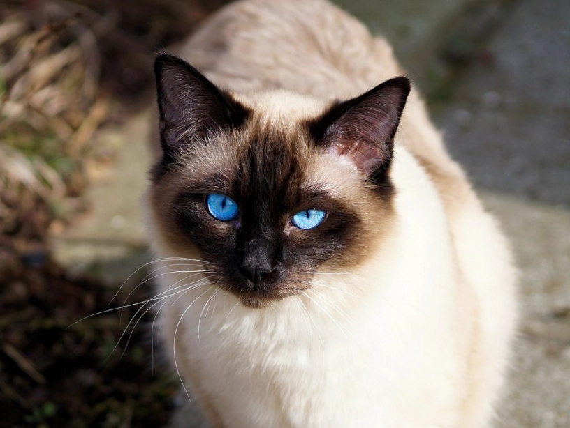 Siamese cat care Siamese cat care