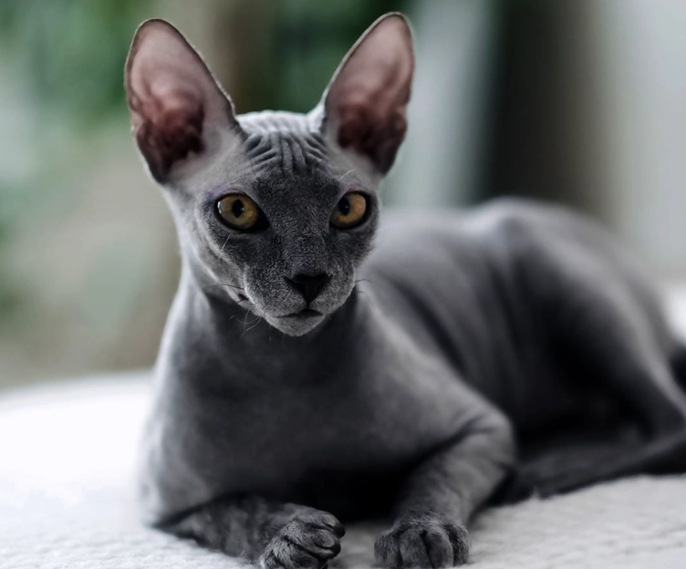 sphinx cat care sphinx cat care