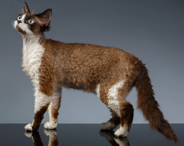 devon rex cat personality devon rex cat personality