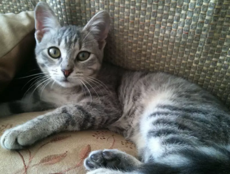 grey tabby cat care grey tabby cat care