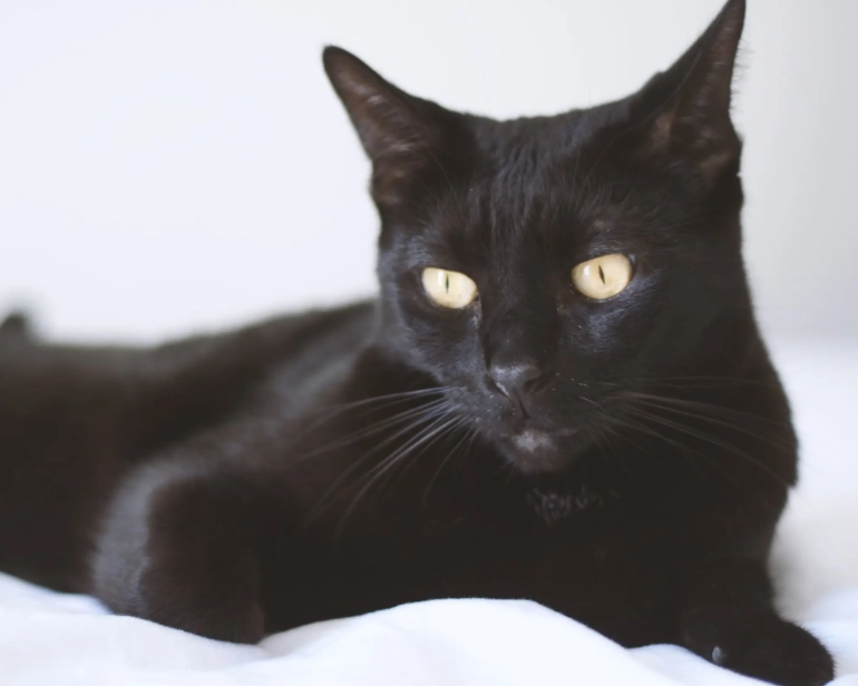 Black cat breed Black cat breed