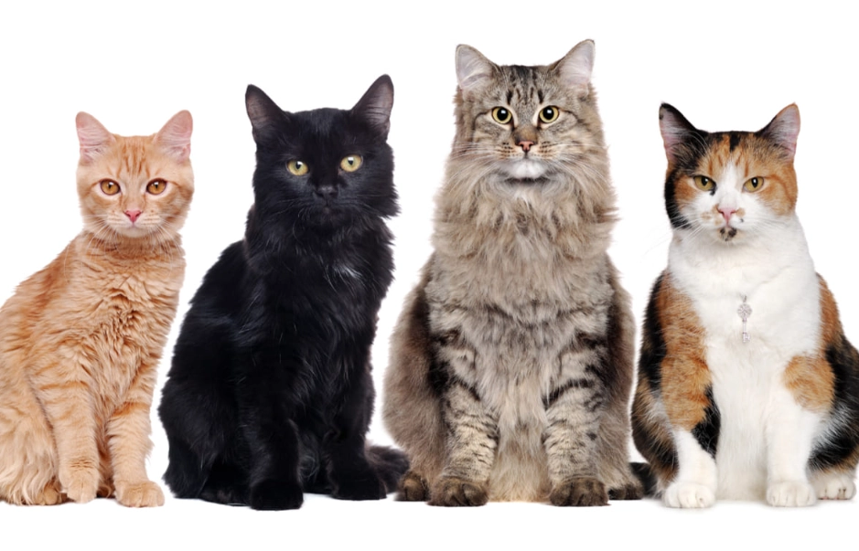 cat species list
