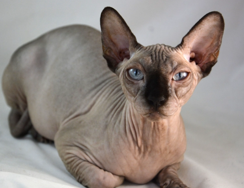 sphinx cat personality sphinx cat personality