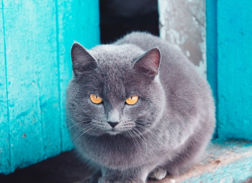 russian blue cat breed russian blue cat breed