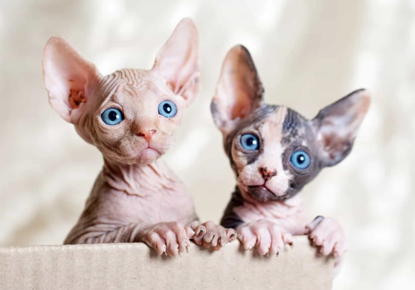 hairless cat breed hairless cat breed