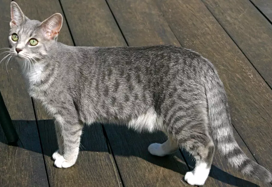 grey tabby cat breeds grey tabby cat breeds
