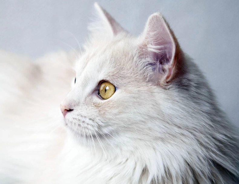 Turkish Angora cat