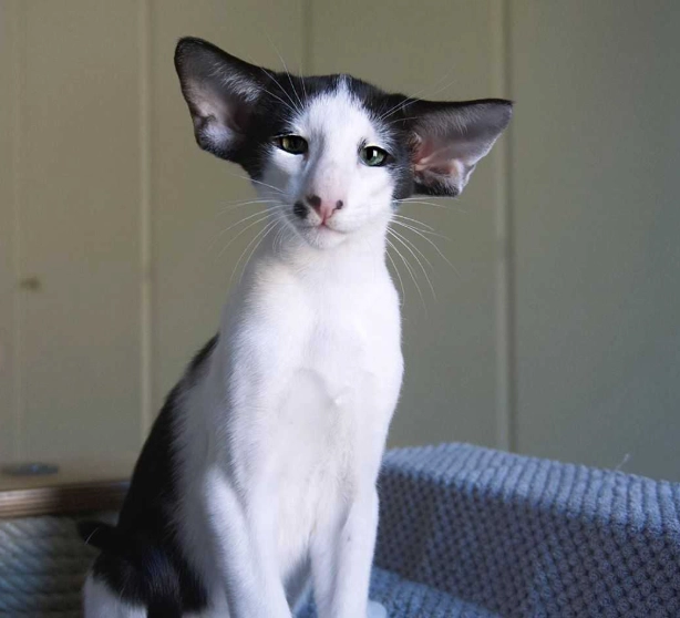 oriental cat breed