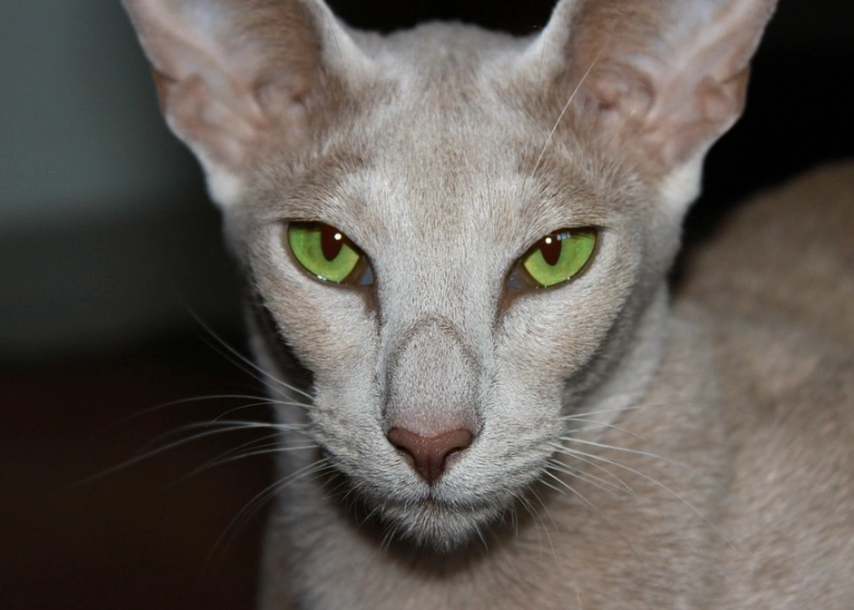 oriental shorthair cat