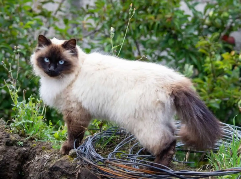 Himalayan cat care Himalayan cat care