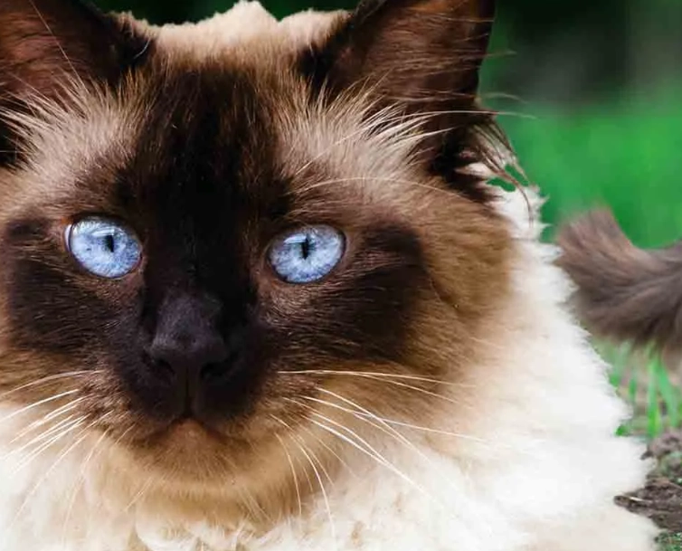 Himalayan Persian cat Himalayan Persian cat