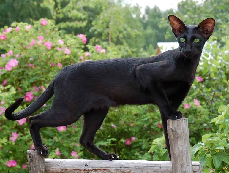 black oriental shorthair