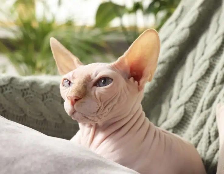 sphynx cat care sphynx cat care