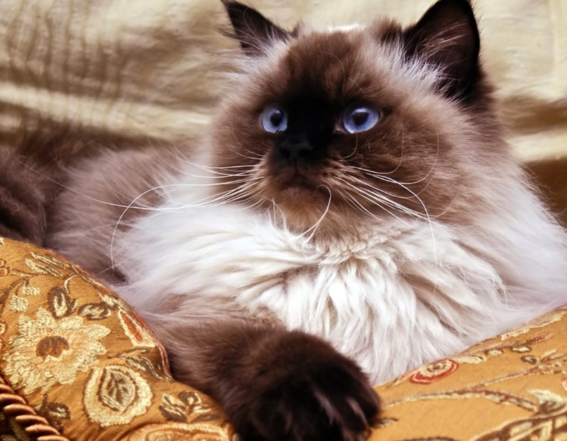 Himalayan cat care Himalayan cat care