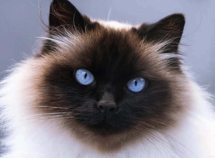 Himalayan cat care Himalayan cat care
