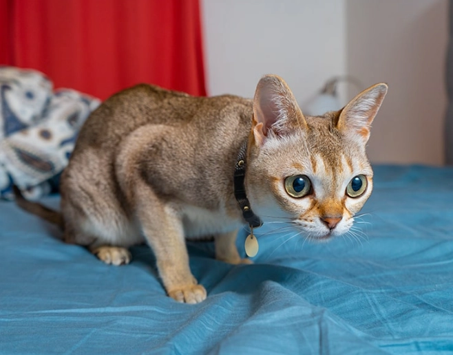 Singapura cat Singapore