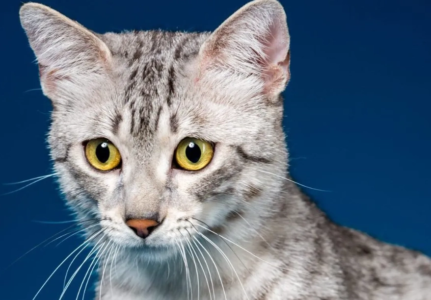 Egyptian Mau cat