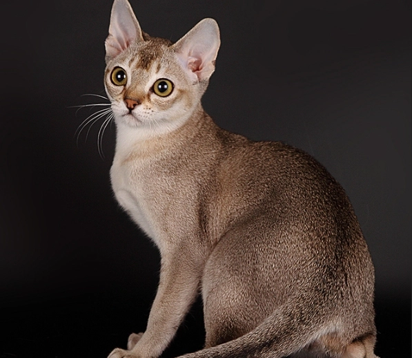 Singapura cat Singapore